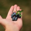 Ai colesterolul mărit? Fructul pe care cardiologii îl recomandă în locul dulciurilor / Conține mai puțin zahăr decât multe alte fructe, c