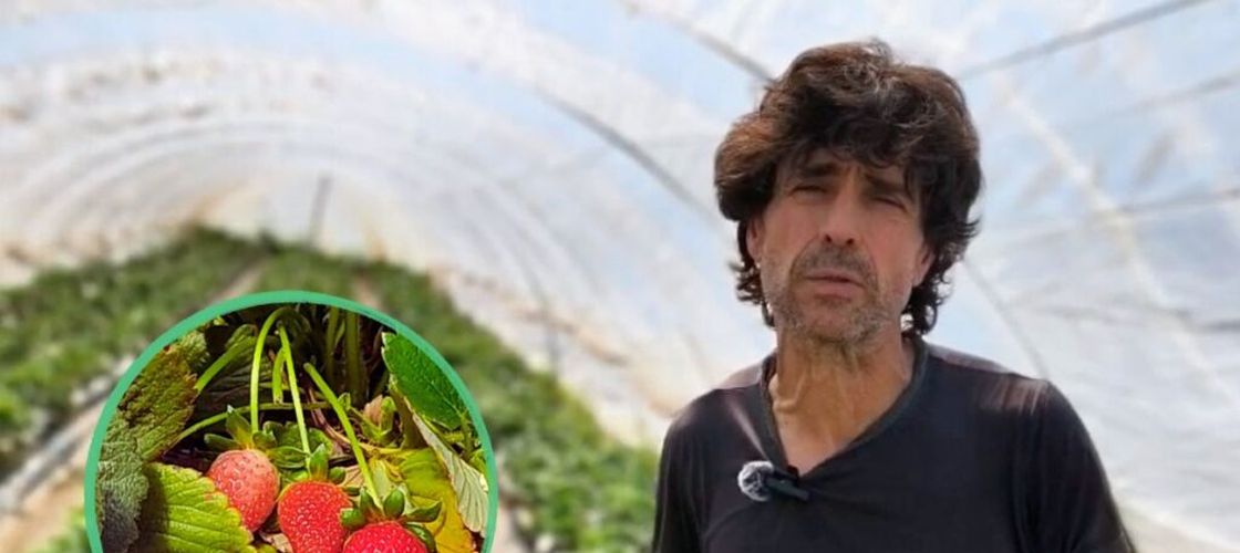 VIDEO FOTO | Serele din vârful dealului, unde cresc tot anul cele mai bune căpșuni din Spania/ Fermier: Căpșunile de aici au un gust special datorită climei și solului