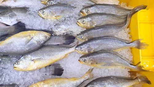 Ce este corvina, peștele din Marea Mediterană extrem de versatil și ușor de preparat. Ce gust are și cum îl poți găti acasă / Trei rețete simple și gustoase