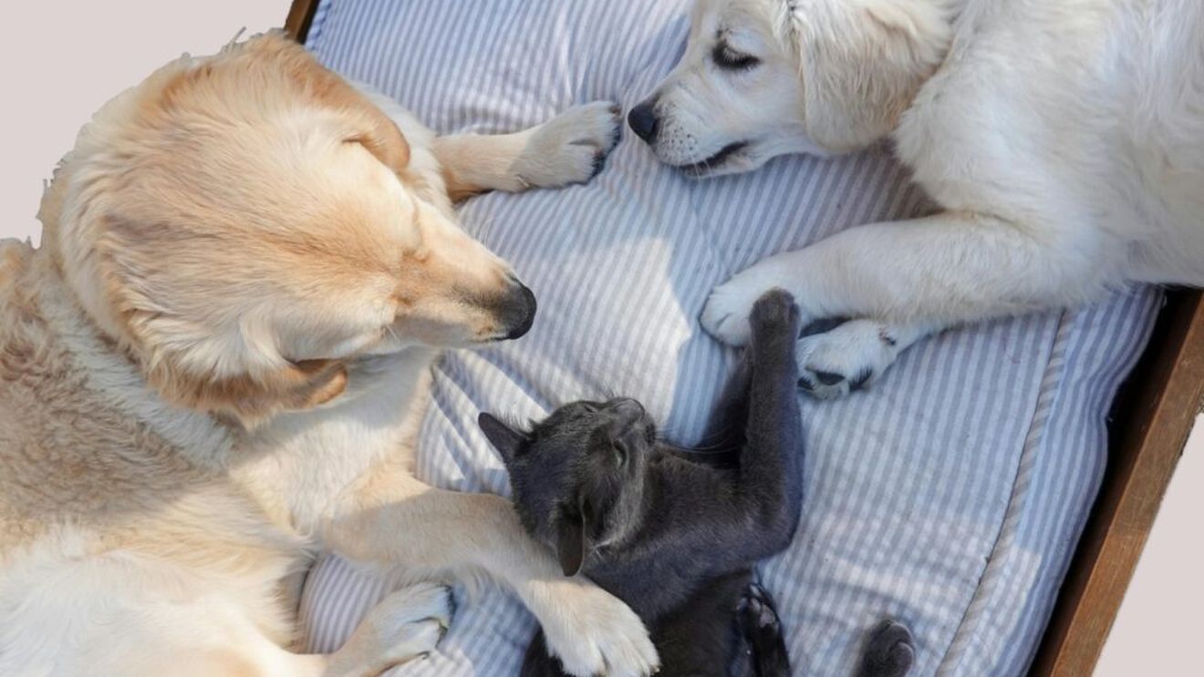 De ce animalele de companie mănâncă mai puțin pe timp de caniculă. Ce alimente le poți da și care sunt complet interzise