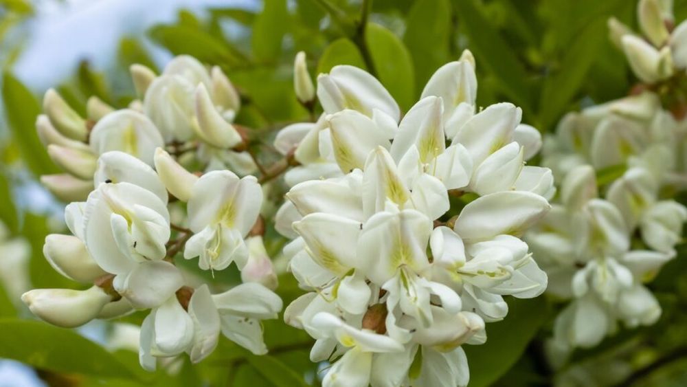 Jumătate din florile de salcâm, calamitate de îngheţul târziu în Hunedoara / vicepreşedintele Asociaţiei Crescătorilor de Albine:„Va fi mai puţină miere”