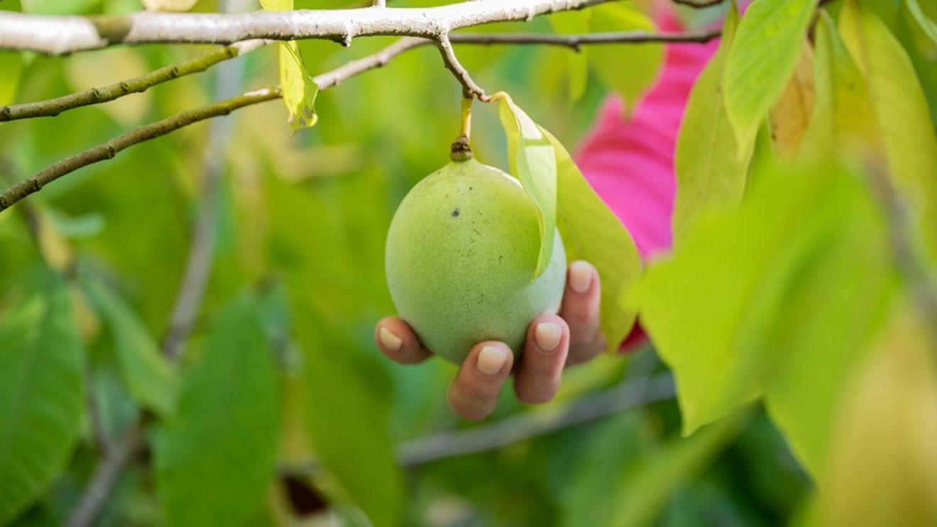 Locul din București unde se găsește „banana nordului” / Este ecologică, iar un kilogram costă între 40 și 60 de lei / Ce gust are