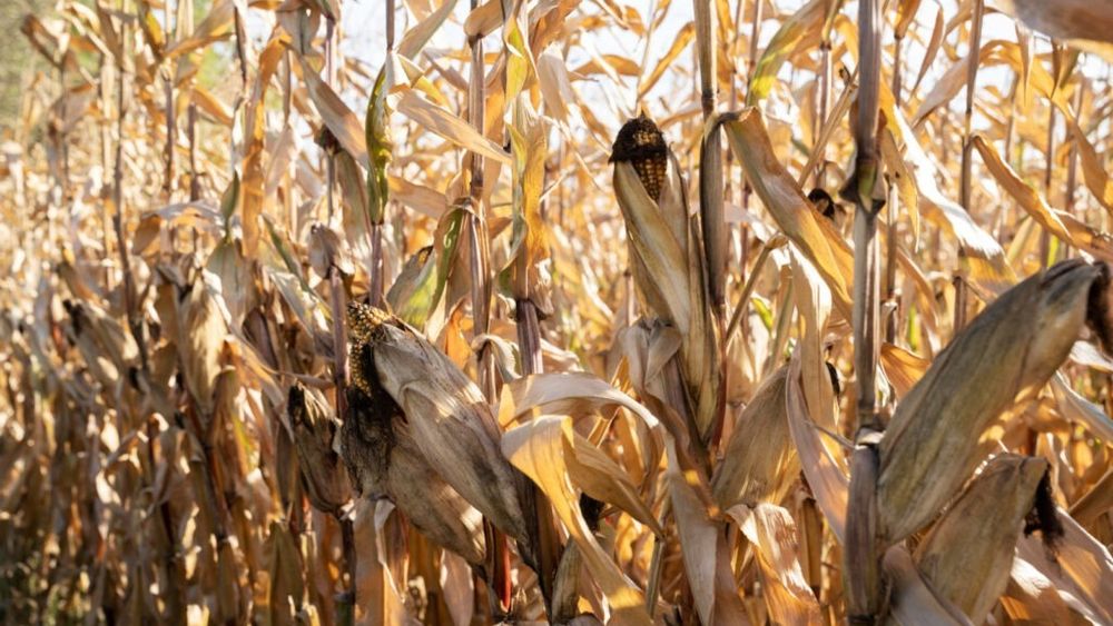 Culturile de porumb și floarea soarelui, afectate de secetă/Ministerul Agriculturii anunță că în curând începe plata despăgubirilor 