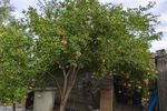 FOTO-VIDEO | Cum să ai rodii proaspete acasă. Cultivă-le într-un ghiveci și vor da un aer exotic terasei sau apartamentului