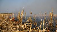Pășuni agricole afectate de incendii de vegetație în Bihor / Conform legii arderea vegetației uscate este strict reglementată și adesea interzisă