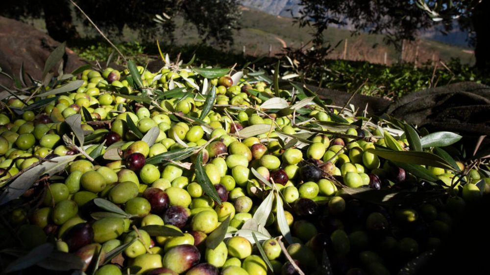 Europa riscă să piardă supremația producției de ulei de măsline / Se întrevede o evoluție similară cu cea de pe piața vinului