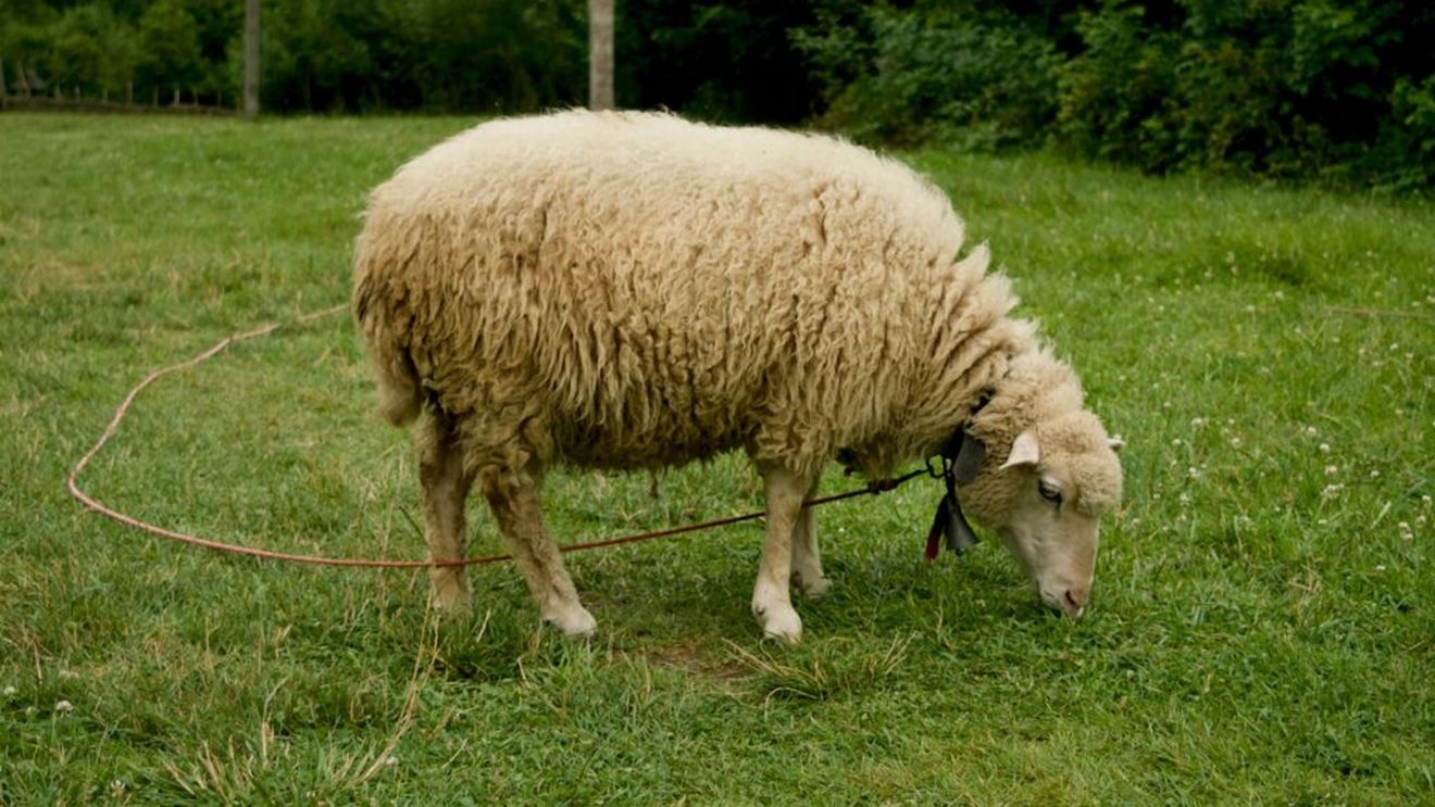 Oficialii de la Agricultură au solicitat crescătorilor de ovine să oprească mişcarea animalelor pentru trei săptămâni