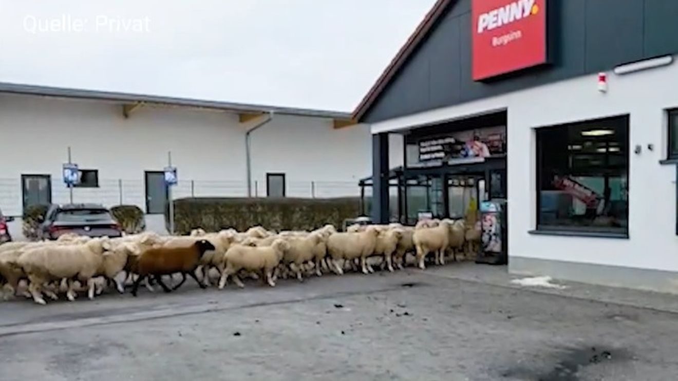 VIDEO | O turmă de aproximativ 50 de oi a „invadat” un magazin Penny / Momentul a fost filmat, iar reacțiile nu au întârziat să apară: „Aveau Perwoll la ofertă”