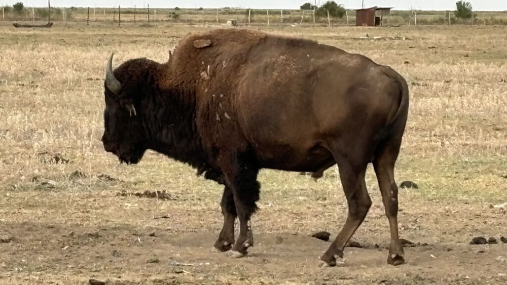 7,5 tone de carcasă carne de bizon, destinată centrelor din cadrul DGASPC, sustrasă de funcţionari ai DGASPC Bihor/ Procurorii au făcut două percheziţii