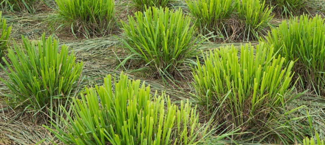 Trei plante care pun țânțarii pe fugă, mai eficient decât insecticidele/ Grădinarii le recomandă