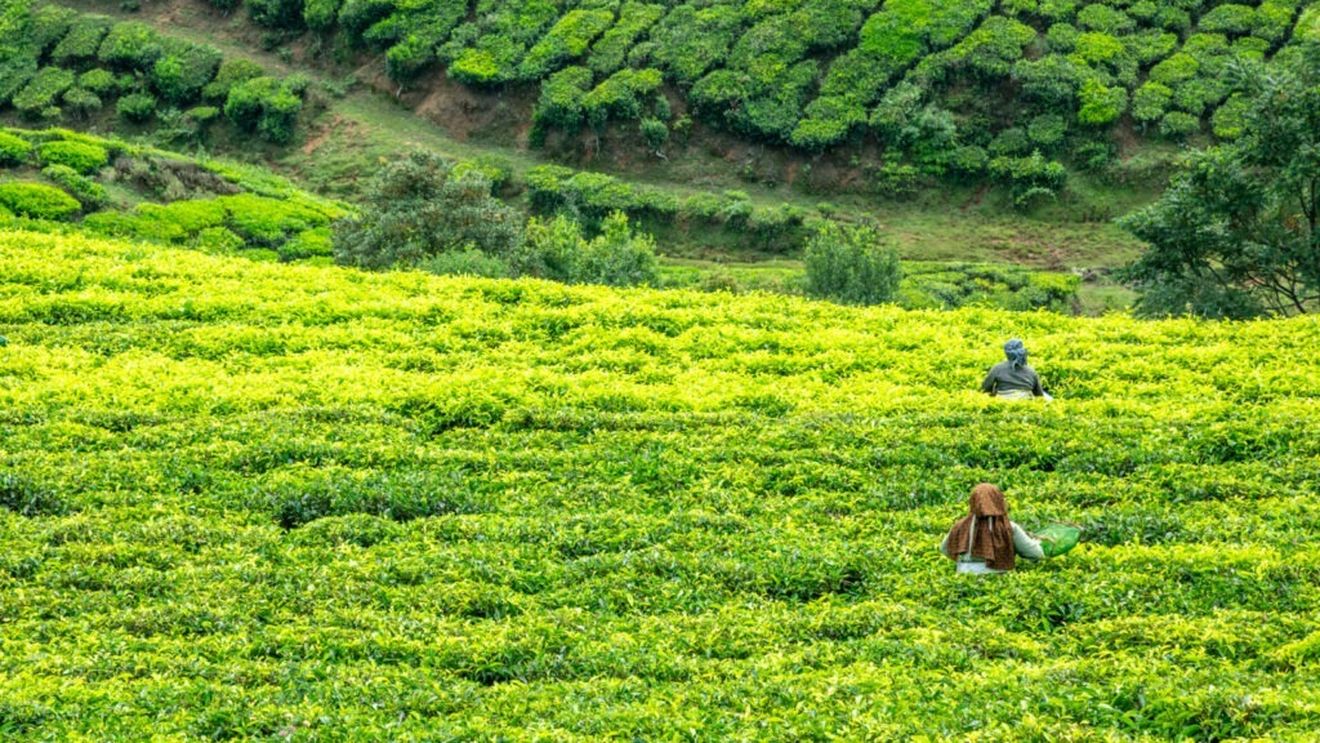 Vremea secetoasă reduce producția de ceai din India / Exporturile scad, iar piața globală e în pericol să se dezechilibreze