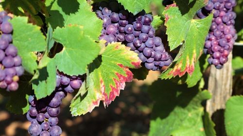 UE actualizează regulile pentru sectorul vitivinicol / Europa pregătește o industrie a vinului mai flexibilă și mai competitivă