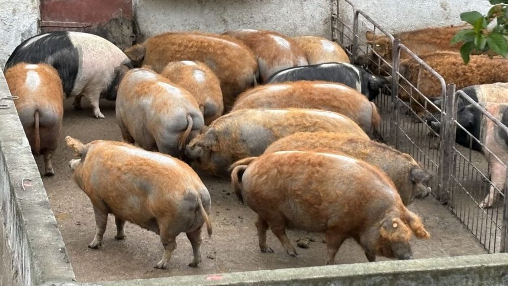 Germania: Scădere accelerată a fermelor de porci și vaci de lapte/ În câteva luni, Germania a pierdut 400 de ferme/ Numărul total de porci a ajuns la 20,9 milioane de capete