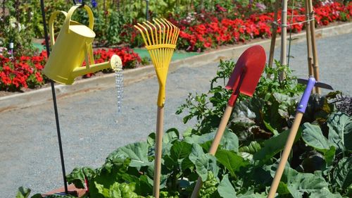 Târgul Grădinarului este organizat la Alba Iulia în weekendul 23-24 martie / Participă producători locali, furnizori de îngrășăminte și comercianți de unelte