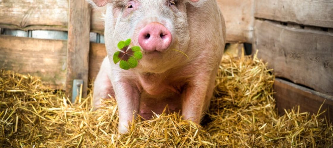 Porcul vietnamez, tot mai popular ca animal de companie. Cât poate ajunge să cântărească