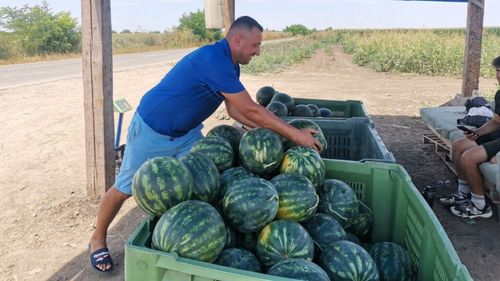 Moda încercării lubeniței cu dop a dispărut în orașe. Producătorii consideră metoda neigienică: „A fost interzisă în timpul pandemiei de COVID”