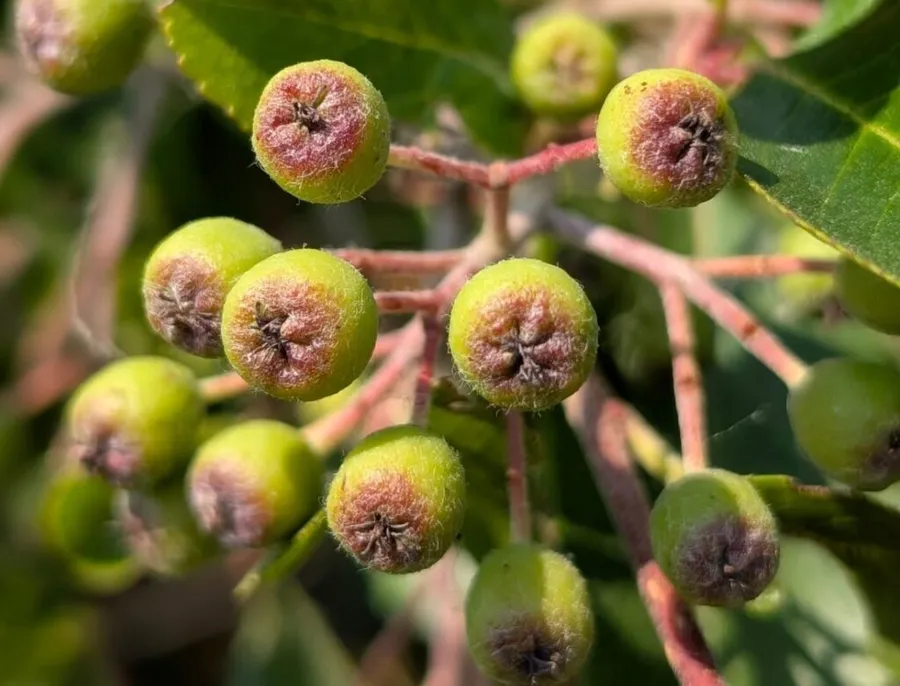 aronia-alexandru-andries-aronia-bio-hantesti-ferma-de-aronia-cultura-de-aronia-aronia-ecologica-agricultura-ecologica-ferma-ecologica-producatori-locali-fermieri-romani-suceava-hantesti-bucovina-suc-de-aronia-fructe-de-aronia-afacere-cu-aronia-afaceri-agricole-ferma-de-familie-gusta-din-bucovina-agricultura-romaneasca-producatori-romani