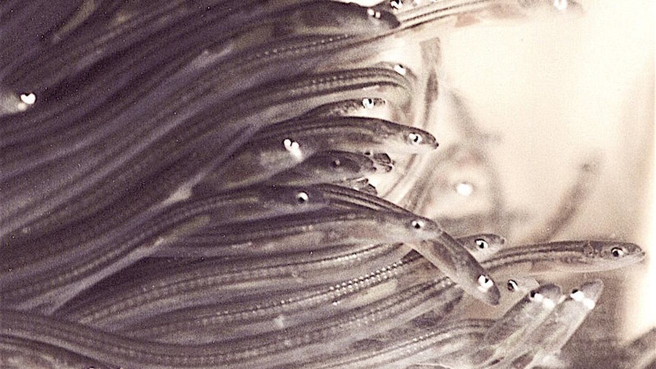 Crima organizată câștigă anual aproximativ 250.000.000 de euro din traficarea ilegală a puietului de anghilă din state membre al Uniunii Europene