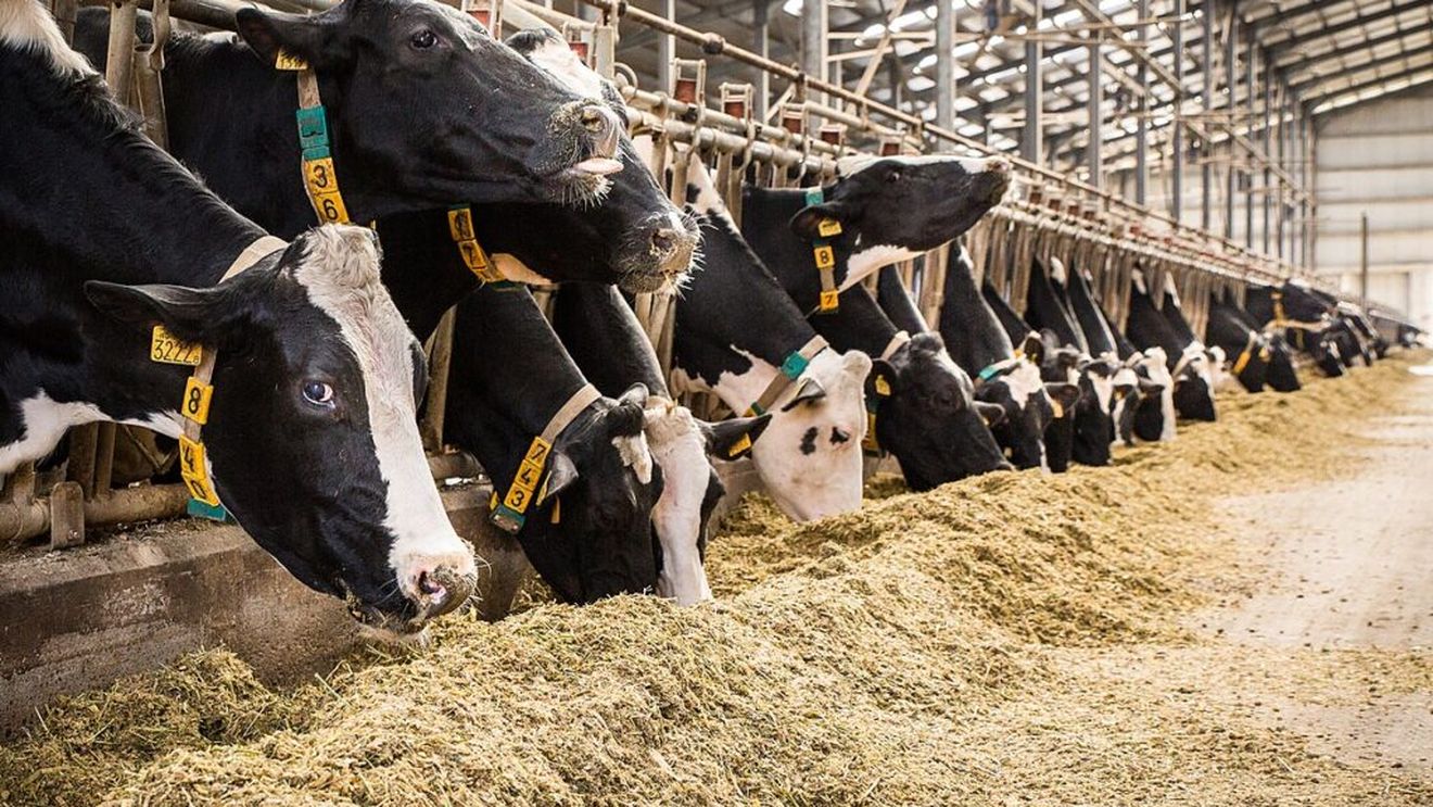 Franța va vaccina un milion de bovine împotriva dermatozei nodulare contagioase, încercând să oprească sacrificarea în masă a animalelor. Protestele fermierilor au degenerat în confruntări cu poliția