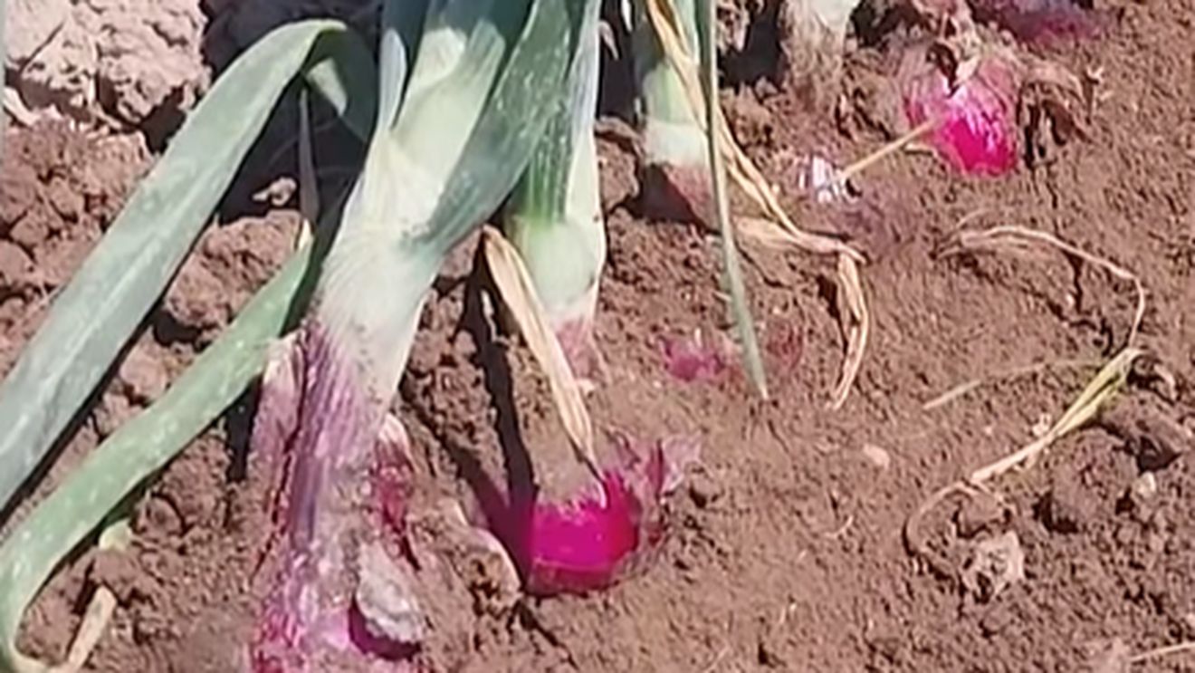 Noua ceapă roșie „blândă” care ar putea schimba piața: 14 ani de cercetare pentru un gust mai delicat