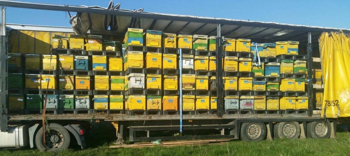 Apicultorii cer guvernului subvenţionarea preţului la motorină pentru deplasările efectuate cu stupii în pastoral