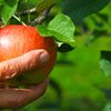 Un soi nou de mere, descoperit după aproape 90 de ani. Fructul își schimbă gustul pe măsură ce se coace
