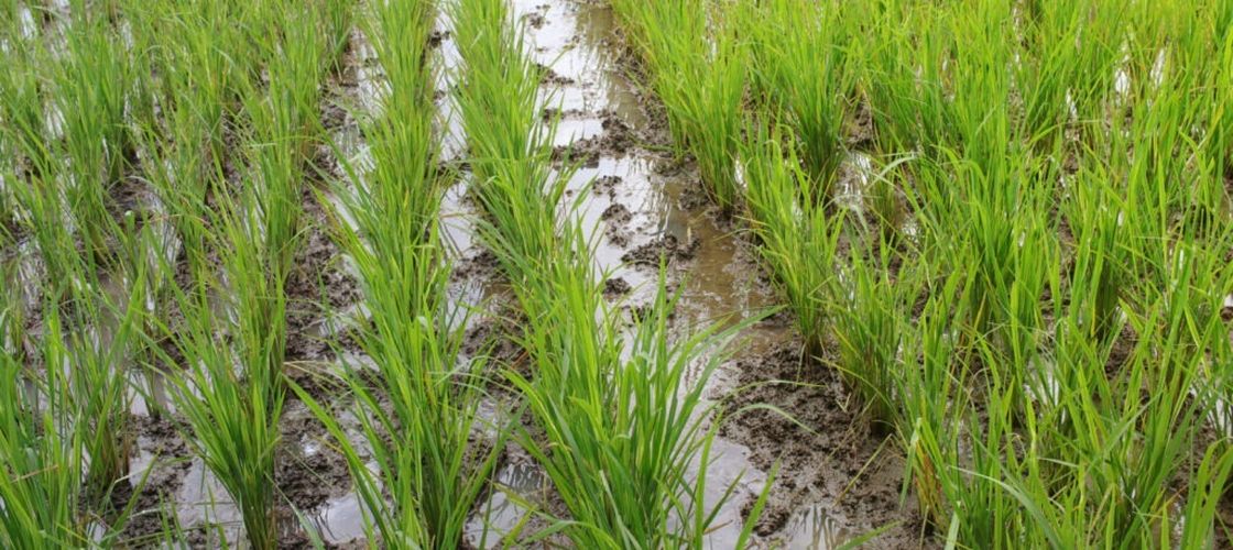 Războiul din Iran riscă să declanșeze o criză alimentară în Asia de Sud/ Fermierii intră în panică din cauza lipsei de îngrășăminte/ Posibilă criză de orez