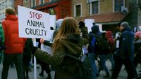 Peste 70 de ONG-uri și iubitori de animale ies în stradă la București. Protest de Ziua Internațională a Animalelor, față de modul în care autoritățile gestionează animalele