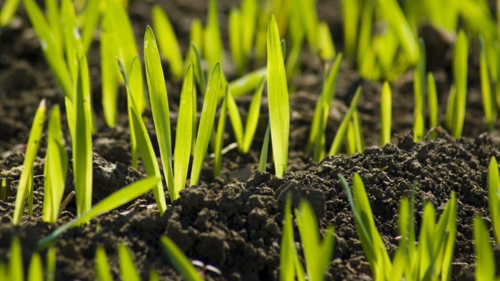 Diferențele dintre grâu, orz sau secară / Un expert în culturile agricole oferă câteva trucuri pentru la recunoaște rapid și ușor