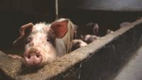 Sectorul suin cere sprijin urgent. Ministrul Agriculturii cere sesiune extraordinară în Parlament