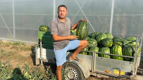 FOTO Lubeniță bio crescută la Timișoara, dusă la Festivalul Lubeniței de la Gottlob, patria pepenilor verzi din Banat. Producătorii locali au rămas fără marfă