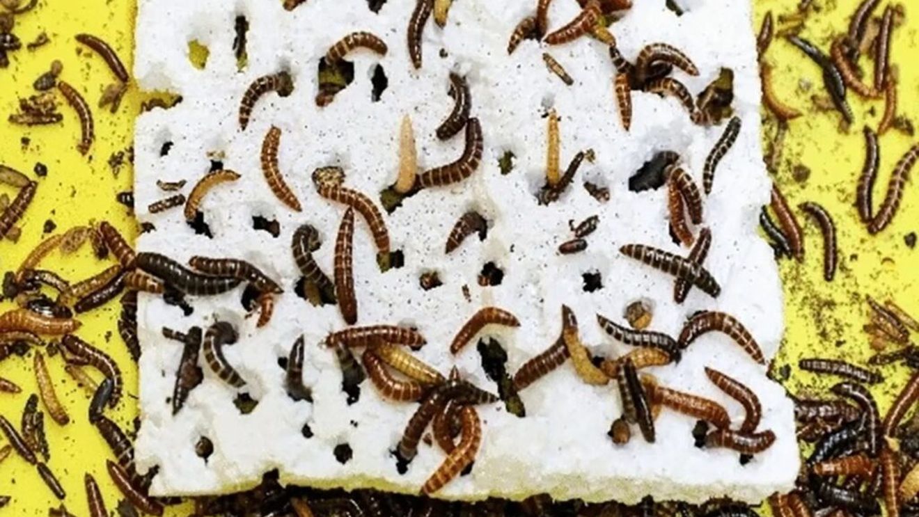 Viermi care se hrănesc cu plastic / Enzimele pe care le conțin ar putea fi soluția pentru reducerea poluării cu deșeuri din plastic, spun oamenii de știință