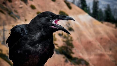 Ciorile distrug culturile de porumb abia răsărite: fermierii cer soluții, dar păsările sunt protejate prin lege