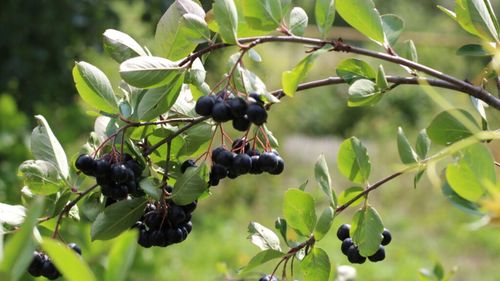 Culturi de fructe de pădure și lavandă, într-un proiect transfrontalier româno-bulgar de agricultură ecologică, cu finanțare UE