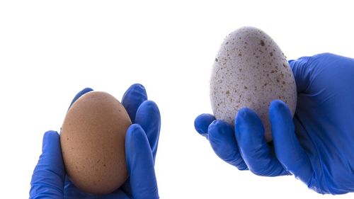 De ce nu se consumă ouăle de curcă, deși sunt absolut comestibile / Gustul este foarte asemănător cu cel al ouălor de găină