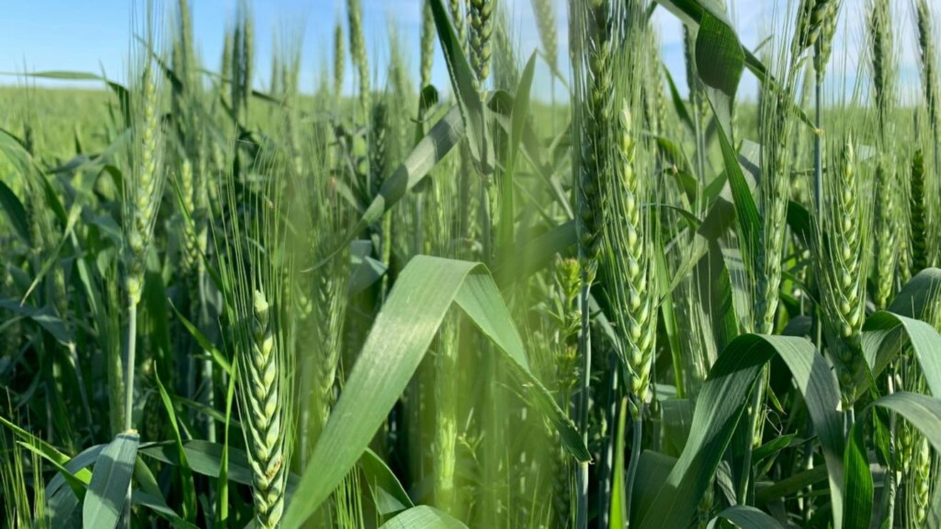 Prognoza ANM: Vreme favorabilă pentru agricultură în România / Condiții bune pentru culturi, dar risc de secetă și brumă în unele regiuni