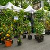 Peste 120 de producători vin la Zilele Horticulturii Bucureștene. Flori, plante, ateliere și demonstrații pentru vizitatori, la Agronomie