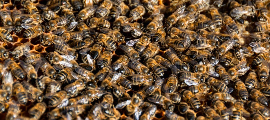 Roiuri uriașe de albine au invadat un centru comercial din Israel / Autoritățile au închis zona