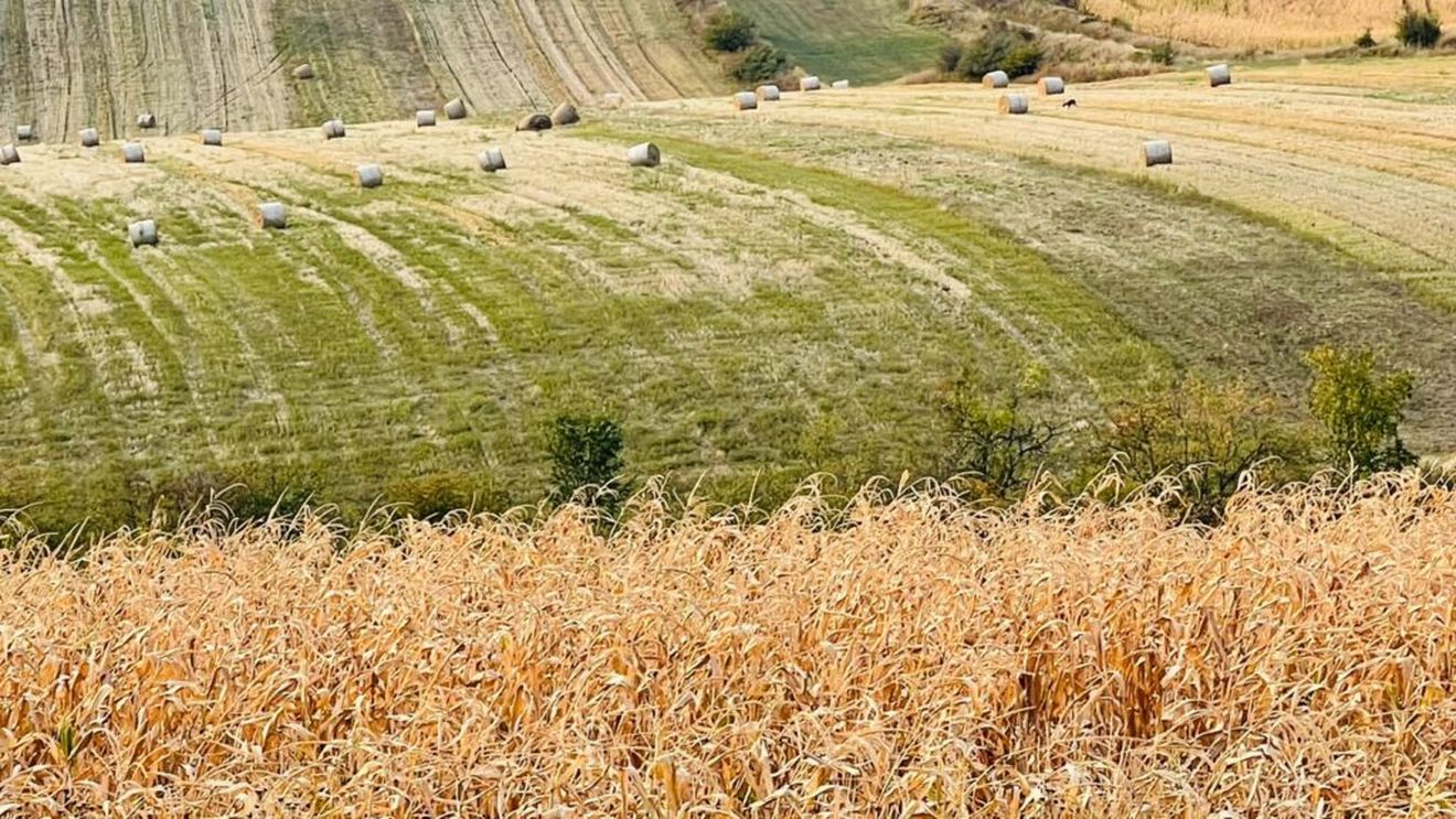 Ministerul Agriculturii propune dublarea fondurilor pentru fermierii afectați de scumpirea îngrășămintelor. Sprijin de până la 527,50 lei/ha