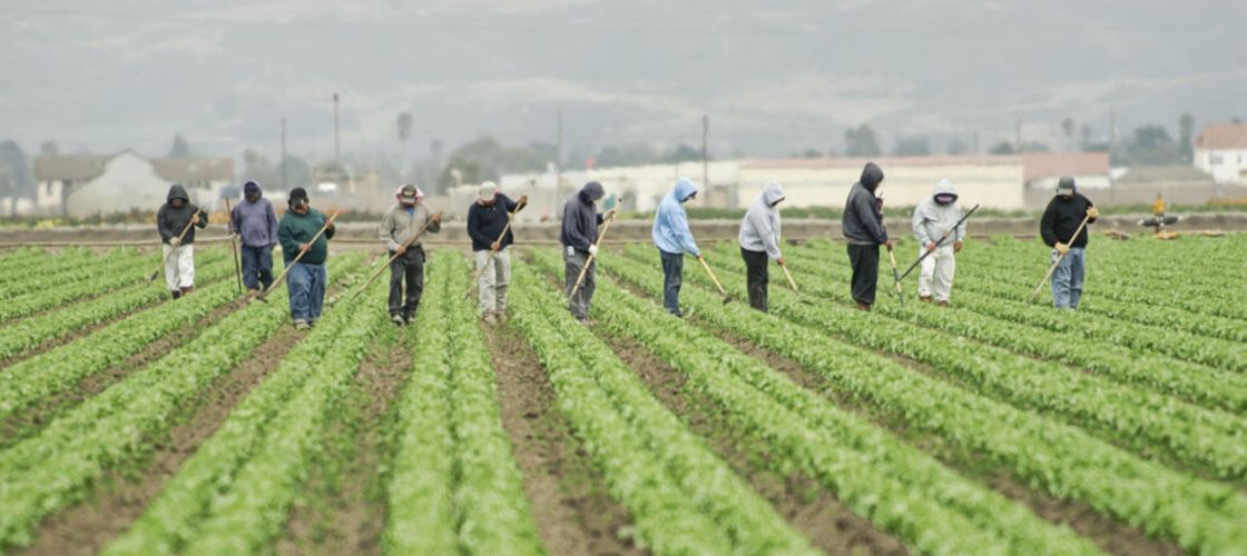 Fermierii din Arizona depind de muncitorii care vin zilnic din Mexic / Fermier: „Oamenilor le este frică să treacă granița”