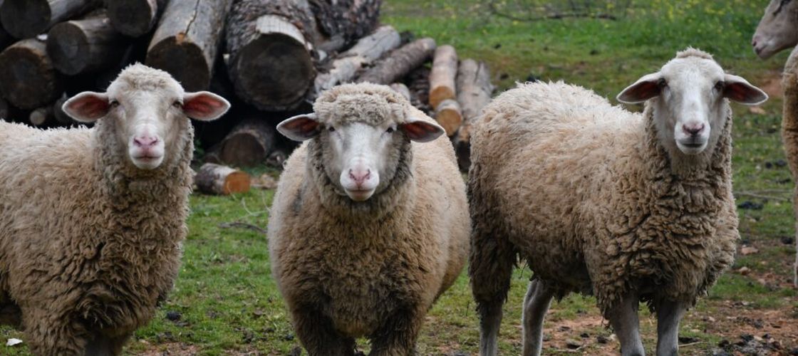 Miza din spatele protestului crescătorilor de oi. Ce se întâmplă cu unul dintre cele mai importante sectoare ale zootehniei românești