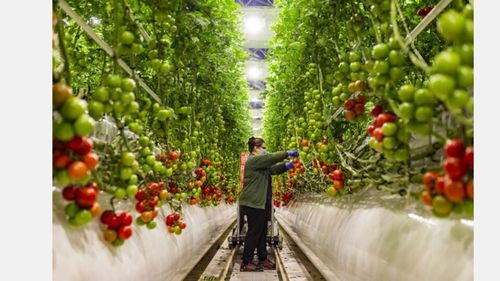 Roșia-minune, care scade tensiunea și îmbunătățește somnul. A fost creată prin editare genetică