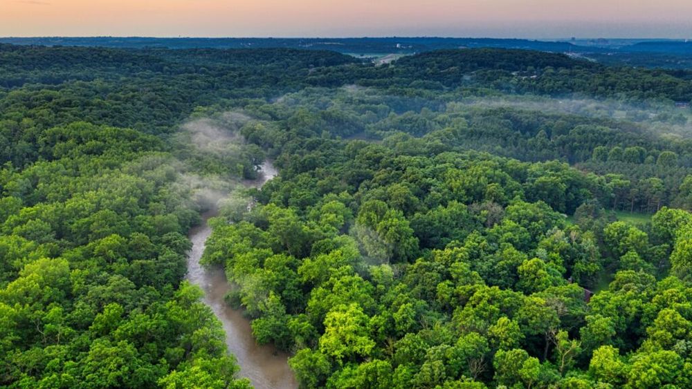 90% din pădurea amazoniană braziliană defrişată, transformată în pajişti/ Sectorul agricol a cunoscut o creştere de 417% în acestă zonă, în ultimele patru decenii