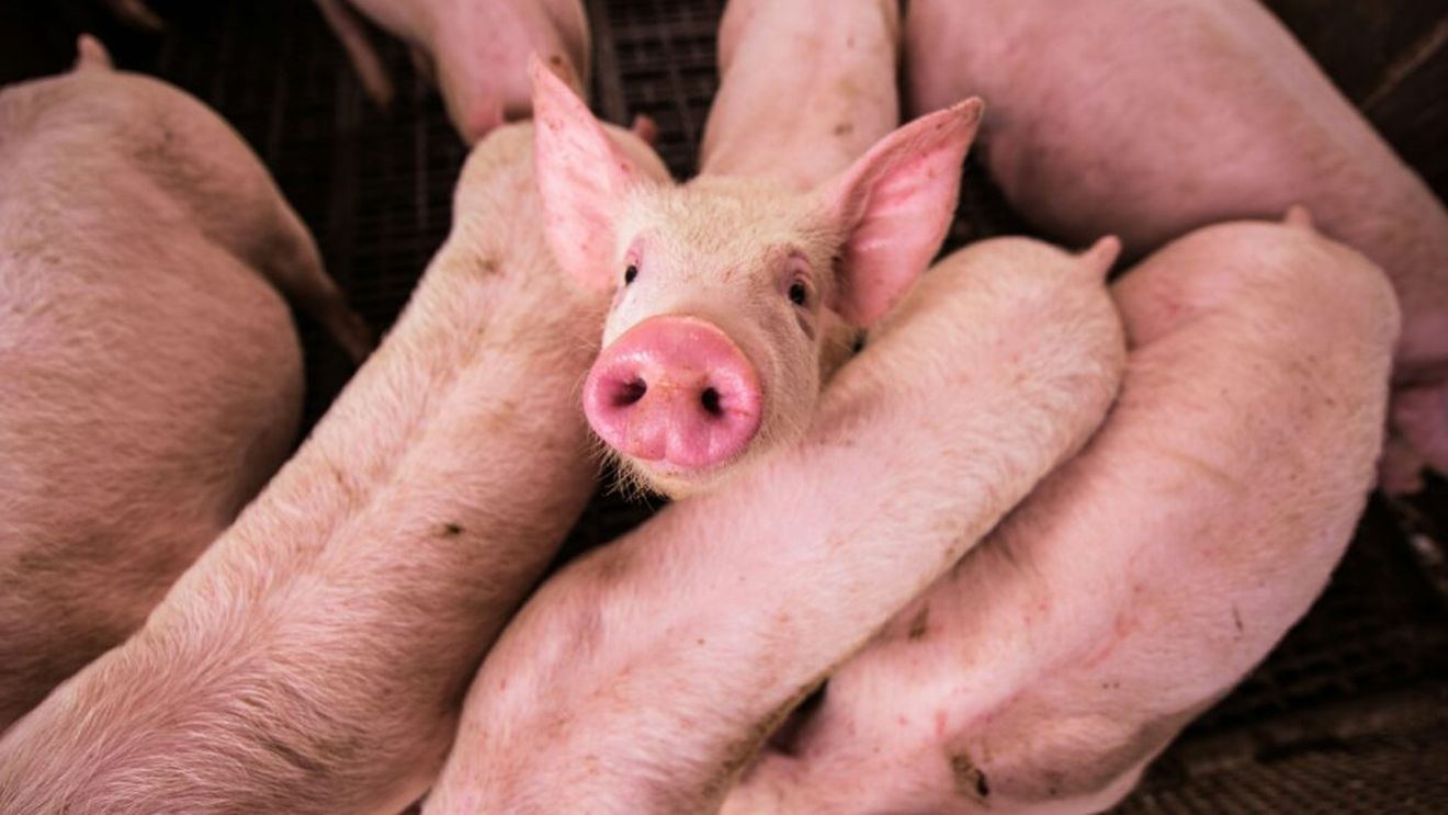 Comisia Europeană aprobă un ajutor de 11 milioane de euro pentru crescătorii români de porci afectați de scumpirea combustibililor și îngrășămintelor