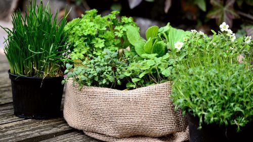 Dincolo de mărar, pătrunjel, leuștean și țelină. Ce plante aromatice putem cultiva în grădină sau chiar pe balcon sau pe pervaz. La ce tipuri de preparat folosește fiecare