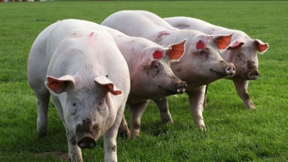 Mai multe organizaţii de mediu şi persoane fizice au dat în judecată statul spaniol pentru poluarea generată de fermele de porci