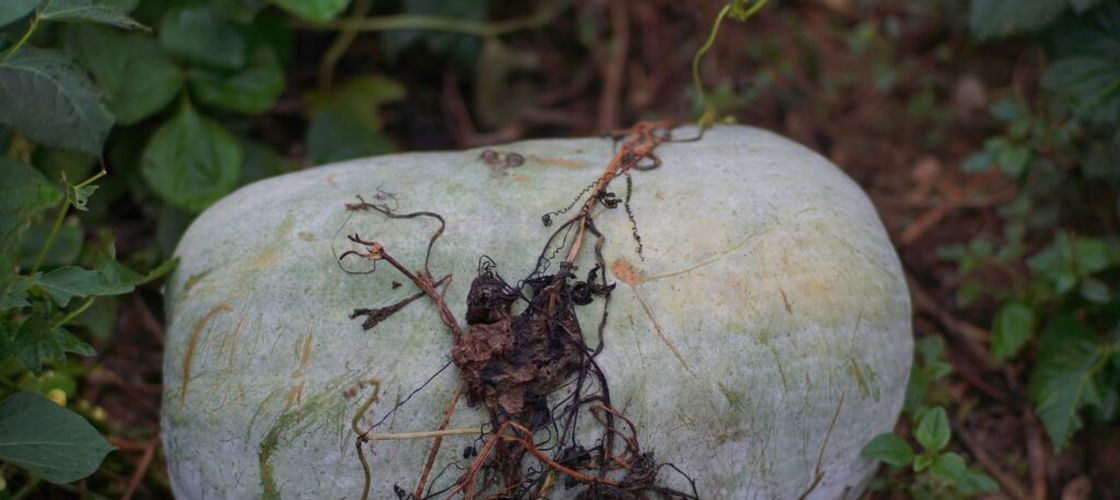 Pepenele de iarnă care poate ajunge la 20 de kilograme și se păstrează luni întregi fără frigider / „Uriașul” cultivat la Buzău