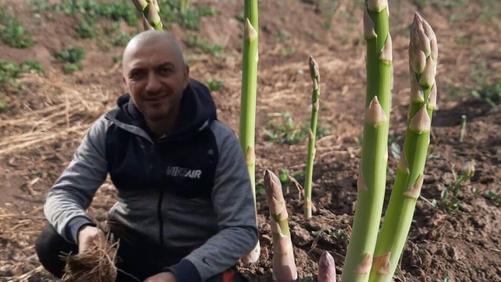 VIDEO | Daniel Toma a renunțat la viața agitată din București și s-a retras la țară, unde cultivă sparanghel: „E o cultură profitabilă, dar recoltarea trebuie făcută zilnic. Altfel, sparanghelul se ramifică și nu mai poate fi folosit” / Lipsa apei, cea mai mare provocare