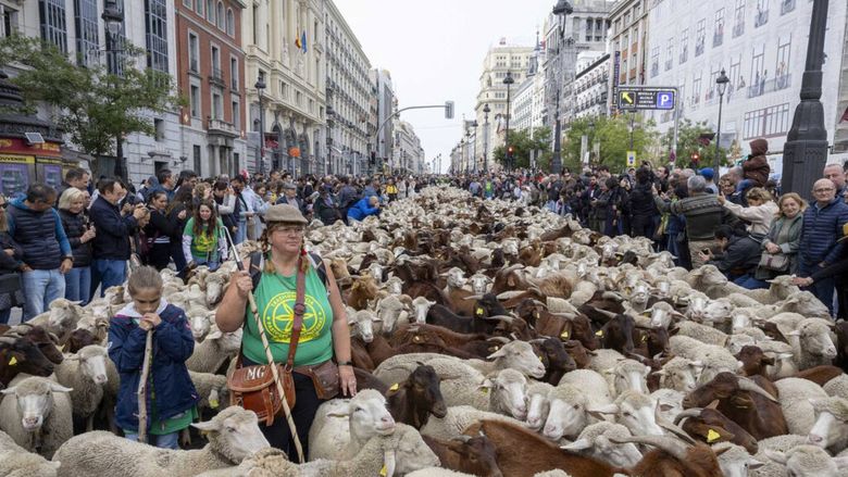 Peste 1000 de oi vor străbate străzile centrale din Madrid de Sărbătoarea Transhumanței. Păstorii, nemulțumiți de modificare traseului convențional din cauza manifestațiilor neautorizate