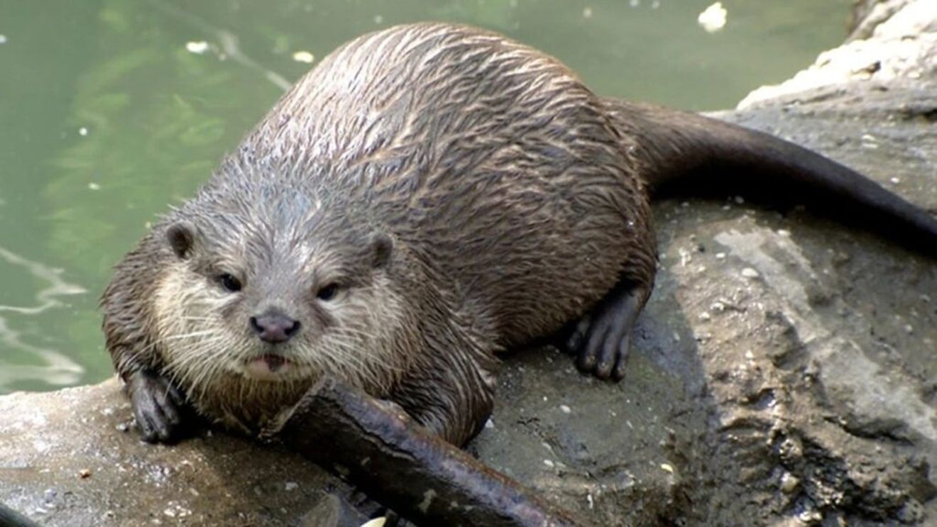 Pescarii din Suceava cer controlul populației de vidre / Ei susțin că animalele distrug păstrăvii din râurile de munte